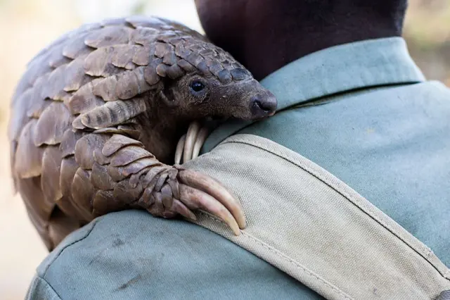 Pangolin