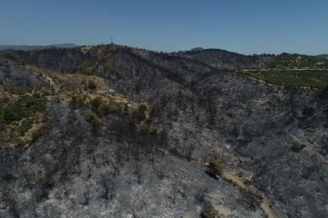 yangından etkilenen orman