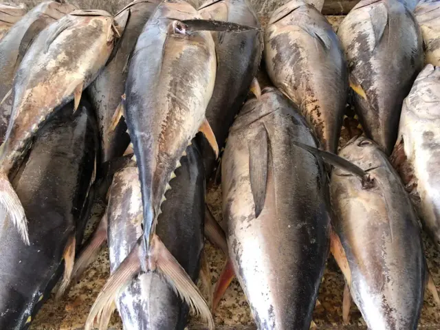 Suuqa Kalluunka ee magaalada Muqdisho