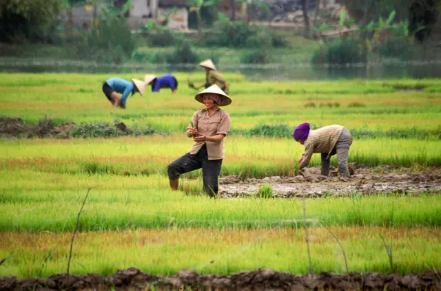 ̣Đồng ruộng làng quê miền Bắc VN - hình chỉ có tính minh họa