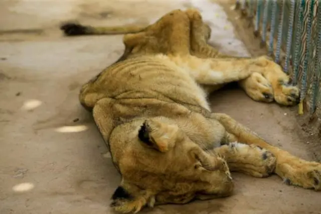 zaki a sudan