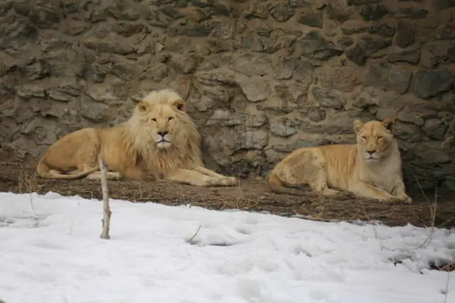 شیر