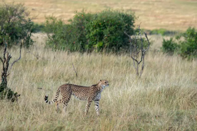 Cheetah