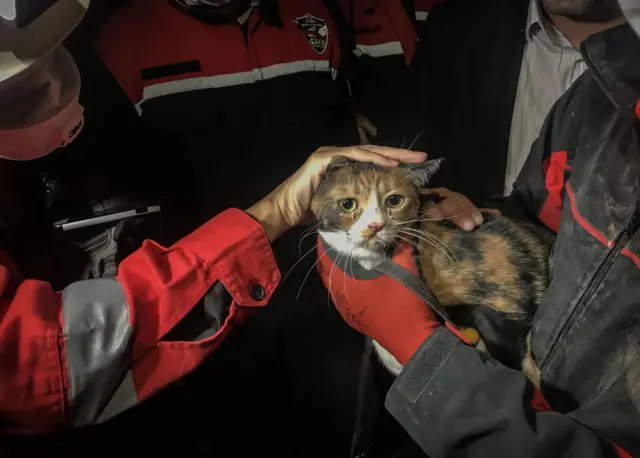 kedi