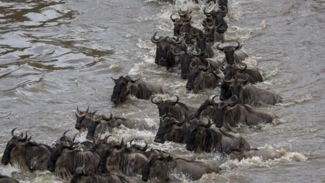 Serengeti inajivunia kuwa umaarufu wa safari za nyumbu