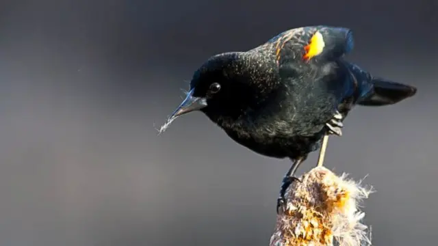 La diversité des espèces d'oiseaux a intrigué Charles Darwin