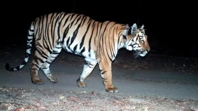 बाघ