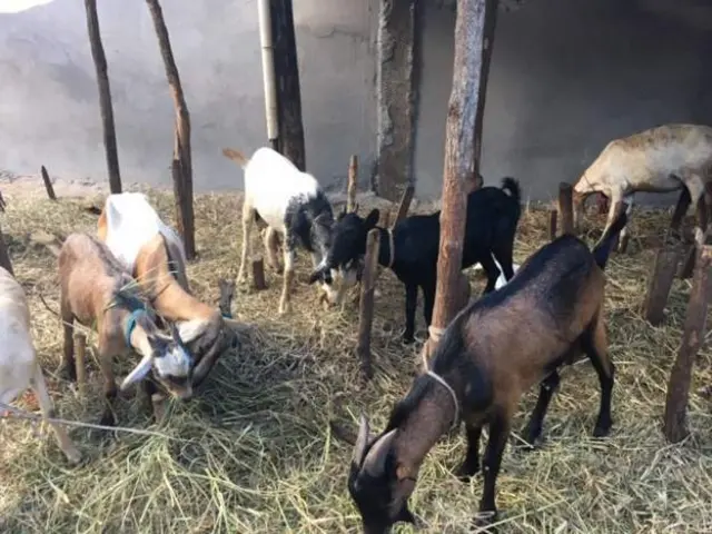 Mbuzi