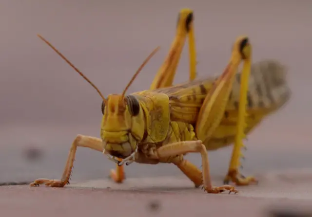 locust