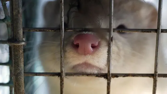 ऊदबिलाव