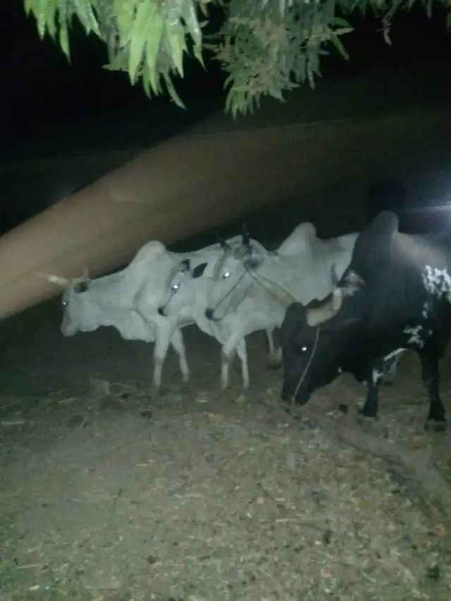 Ndị agha na ehi ha tọhapụrụ