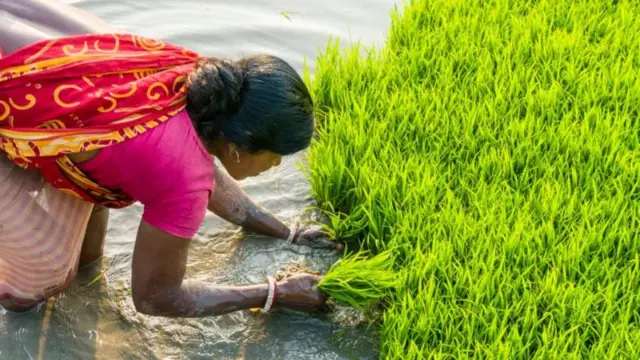 किसान का फाइल फोटो
