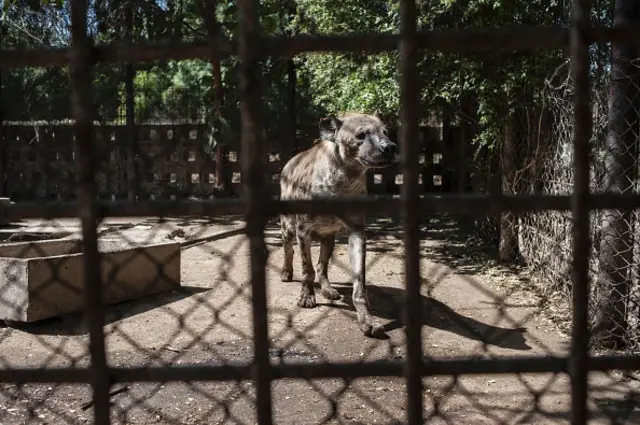 Hyena