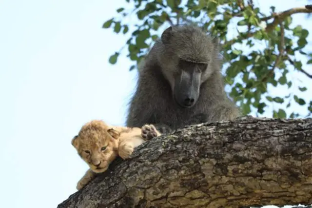 Afirka ta kudu