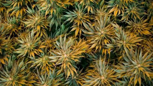 Amma Afirka ta kudu ta ki halasta noman wiwi.