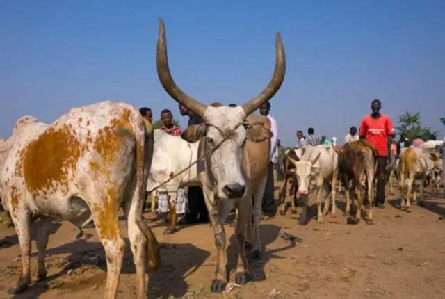 Dagaalka ayaa ka qarxay deegaan ay ku nool yihiin  qowmiyadda xoolo dhaqatada ah ee Nuer