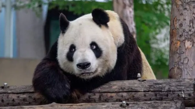 Beijing Zoo