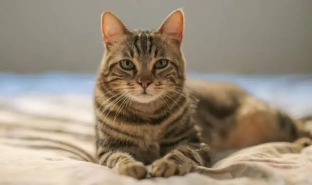 cato
