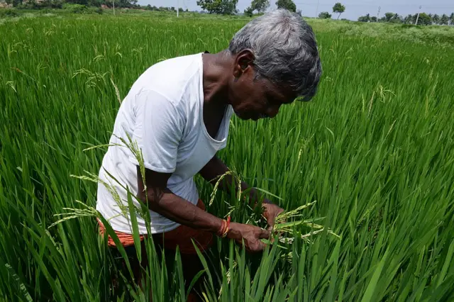 ખેડૂત