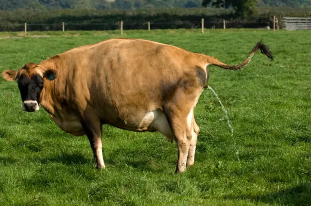 የላም ሽንት እንደ መድሃኒት