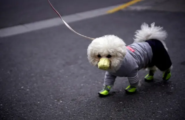 कुत्ते में कोरोना वायरस