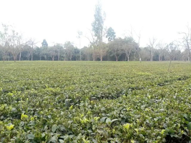 दुमदमा चाय बागान, कोरोना वायरस