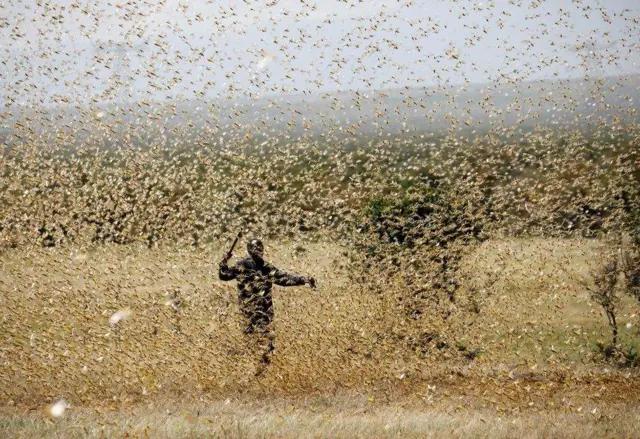 የአንበጣ መንጋ