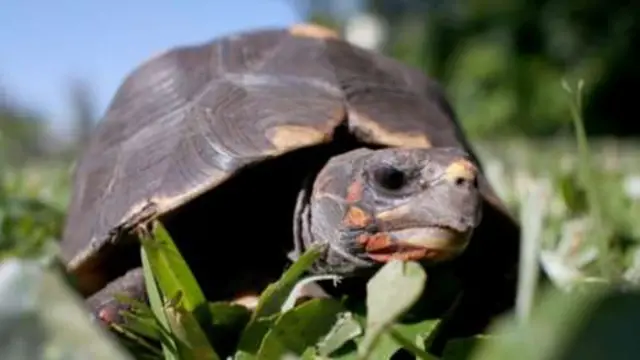 turtle
