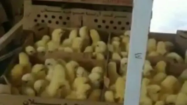 جوجه