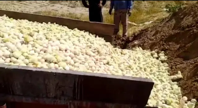 زنده به گور کردن جوجه‌ها