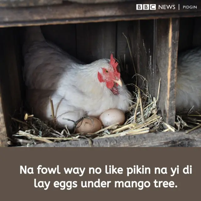 Chicken egg proverb