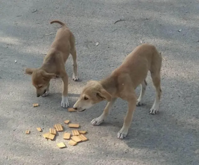 ਕੋਰੋਨਾਵਾਇਰਸ