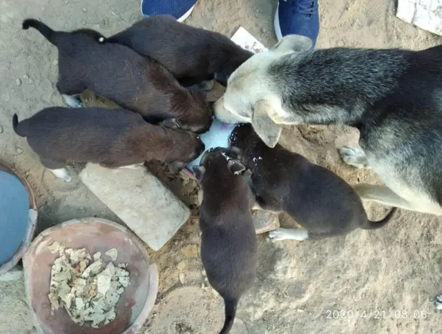 ਕੋਰੋਨਾਵਾਇਰਸ