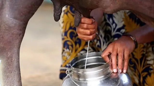 గేదె పాలు పితుకుతున్న మహిళ