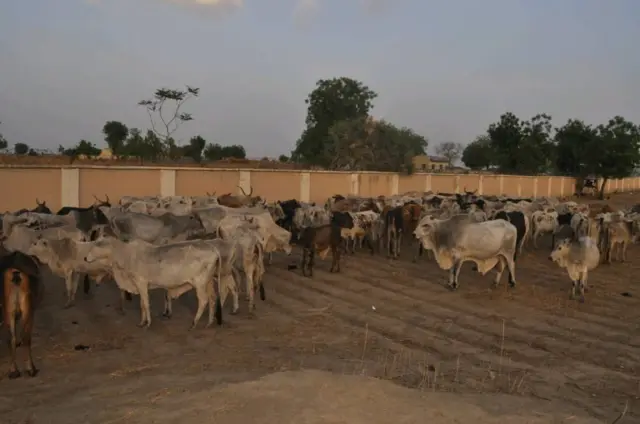 Shanun Zamfara