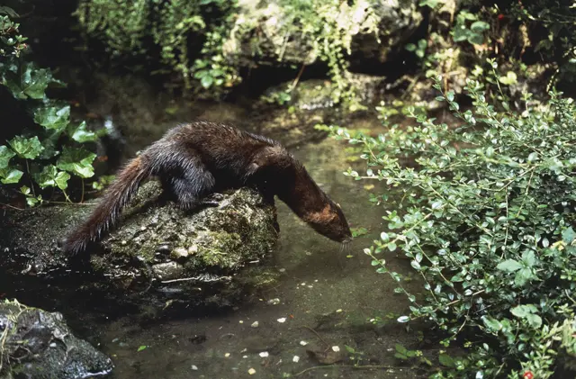 Mink
