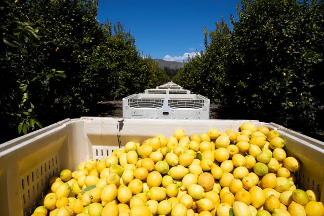 Limon