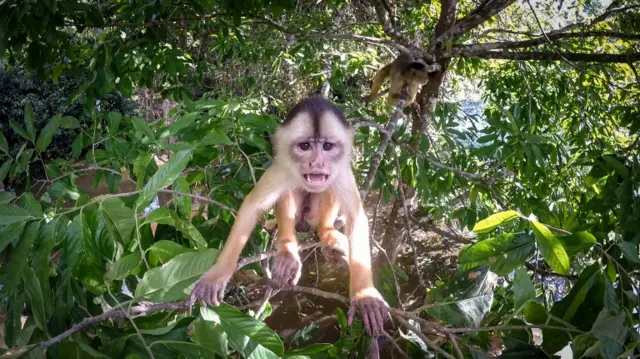 monkey