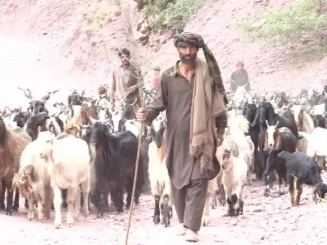 بکروال
