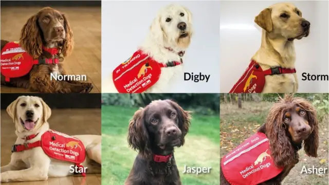 Meet Norman, Digby, Storm, Star, Jasper and Asher - di six dogs wey go do training to smell coronavirus