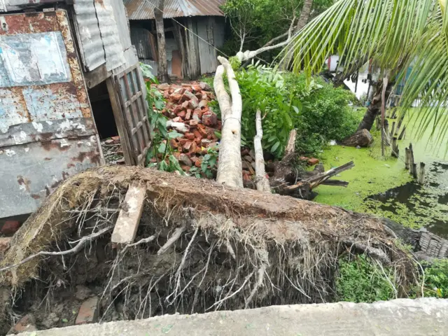 উপড়ে গেছে গাছপালা