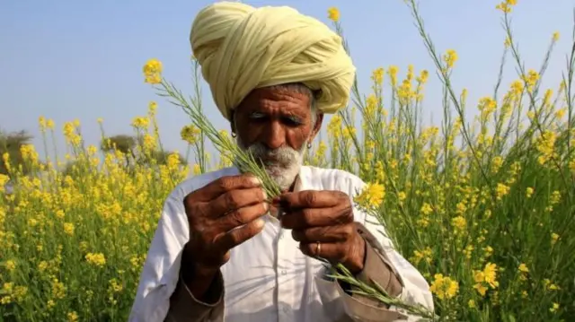 mustard seeds