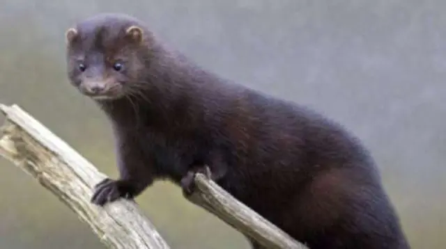 mink