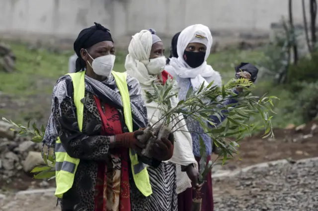 ጭምብል አጥልቀው ዛፍ የሚተክሉ ሰዎች