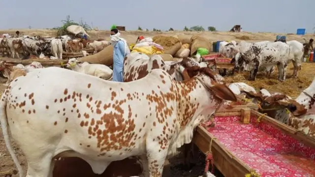 سفسف
