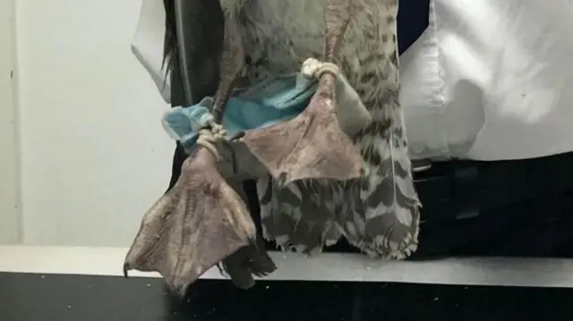 martı
