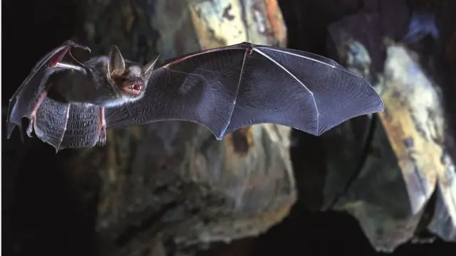 Bat