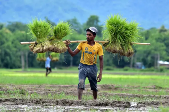 धान की खेती