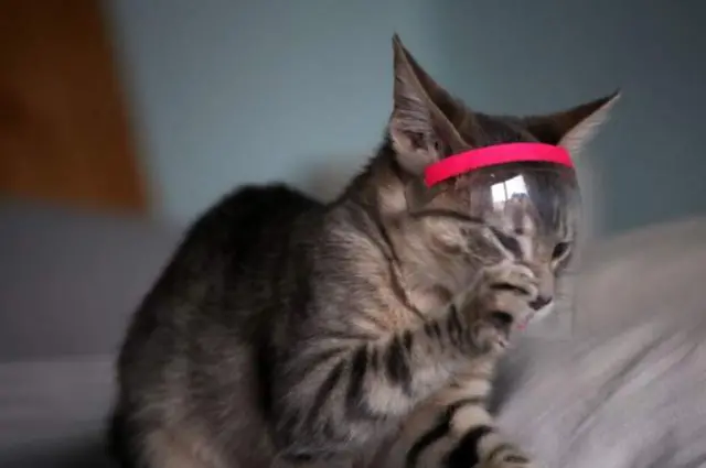 cat file photo