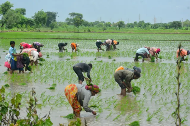 धान की खेती